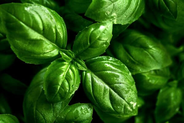 Sweet Italian Basil